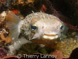 In the Sea of Cortez, they are very common....they can ev... by Thierry Lannoy 